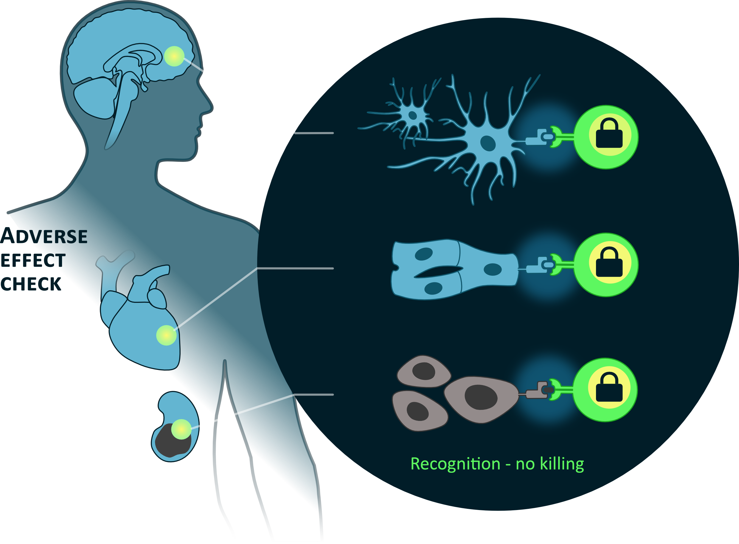 Human C-src Kinase Overexpression Makes T Cells Dummy - Circle (2480x1825), Png Download