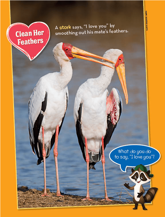 Ranger Rick Jr Love Birds February 2014 - Stork (1152x756), Png Download
