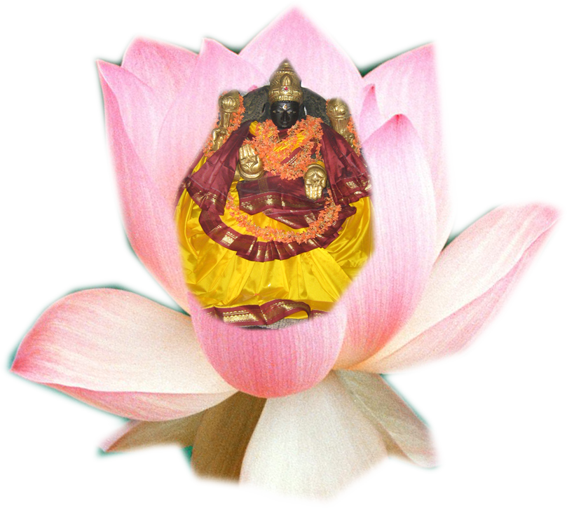 Sacred Lotus (809x725), Png Download