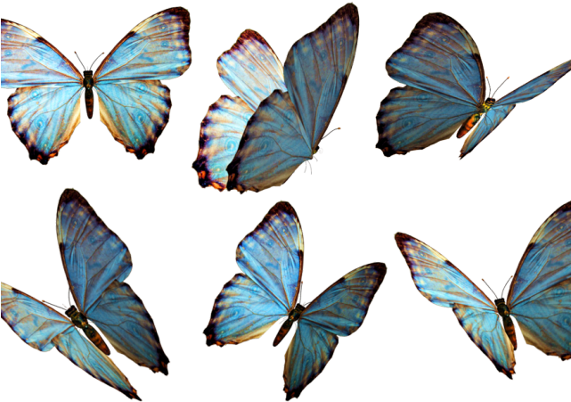 Photoshop Clipart 3d Butterfly - Butterfly Png Deviantart (640x480), Png Download