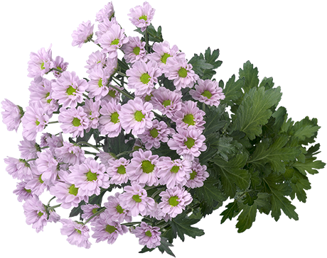 A Colourful Explosion Of Small Flowers - African Daisy (708x543), Png Download