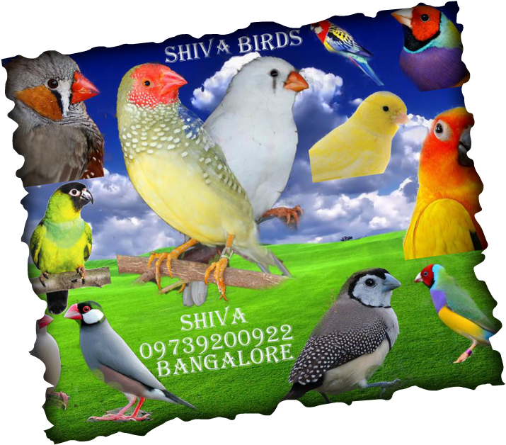 Lovebird (737x641), Png Download