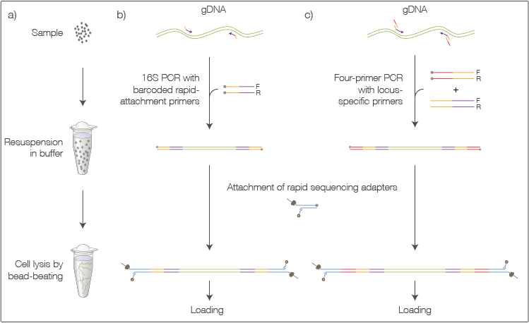 Barcode Of Life - Diagram (749x458), Png Download