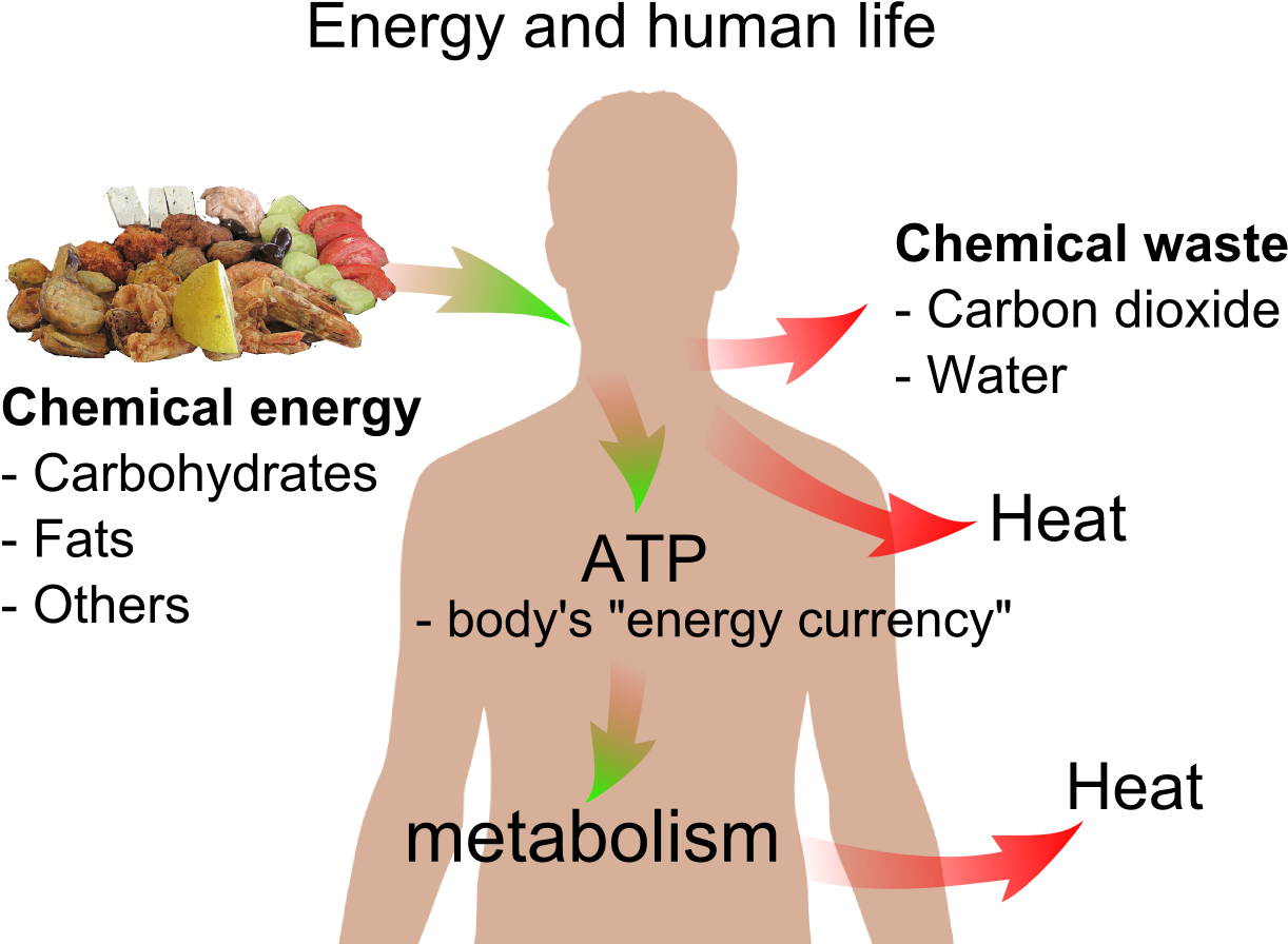Energy And Life - Energy And Human Life (1243x942), Png Download