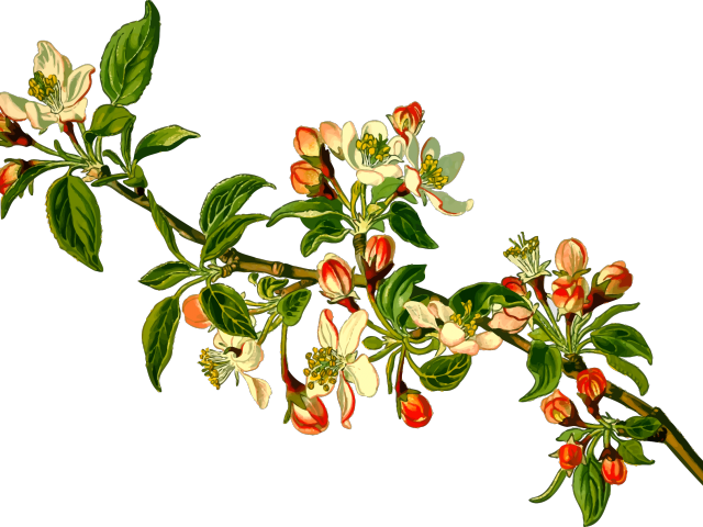 Branch Clipart Apple Tree - Malus Domestica (640x480), Png Download
