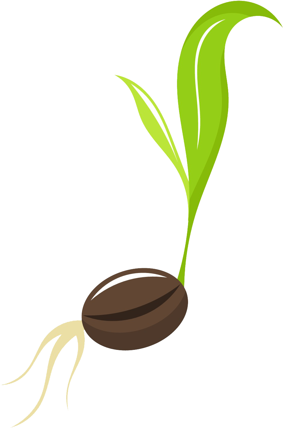 Seed Clipart Apple Tree - Seed Clipart (1344x1534), Png Download