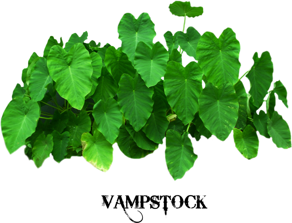 Elephant Ears Png Vampstock By Vampstock On Deviantart - Elephant Ear Png (894x894), Png Download