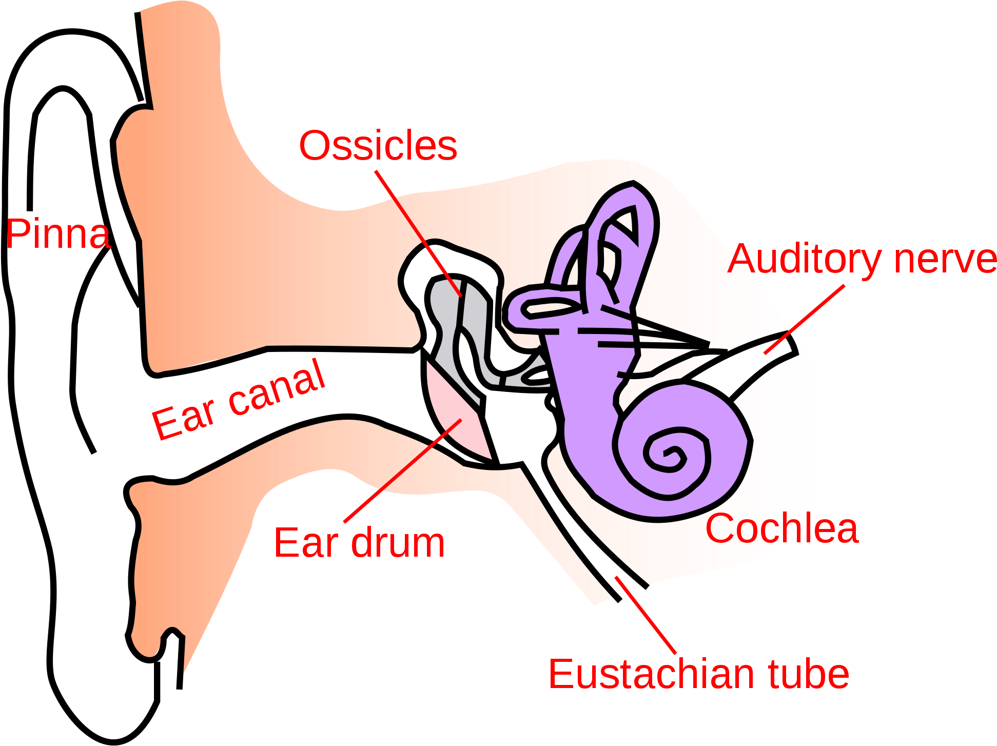 Open - Simple Anatomy Of Ear (2000x1517), Png Download