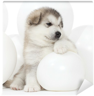Malamute Puppy With White Balloons Wall Mural • Pixers® - Puppy (400x400), Png Download