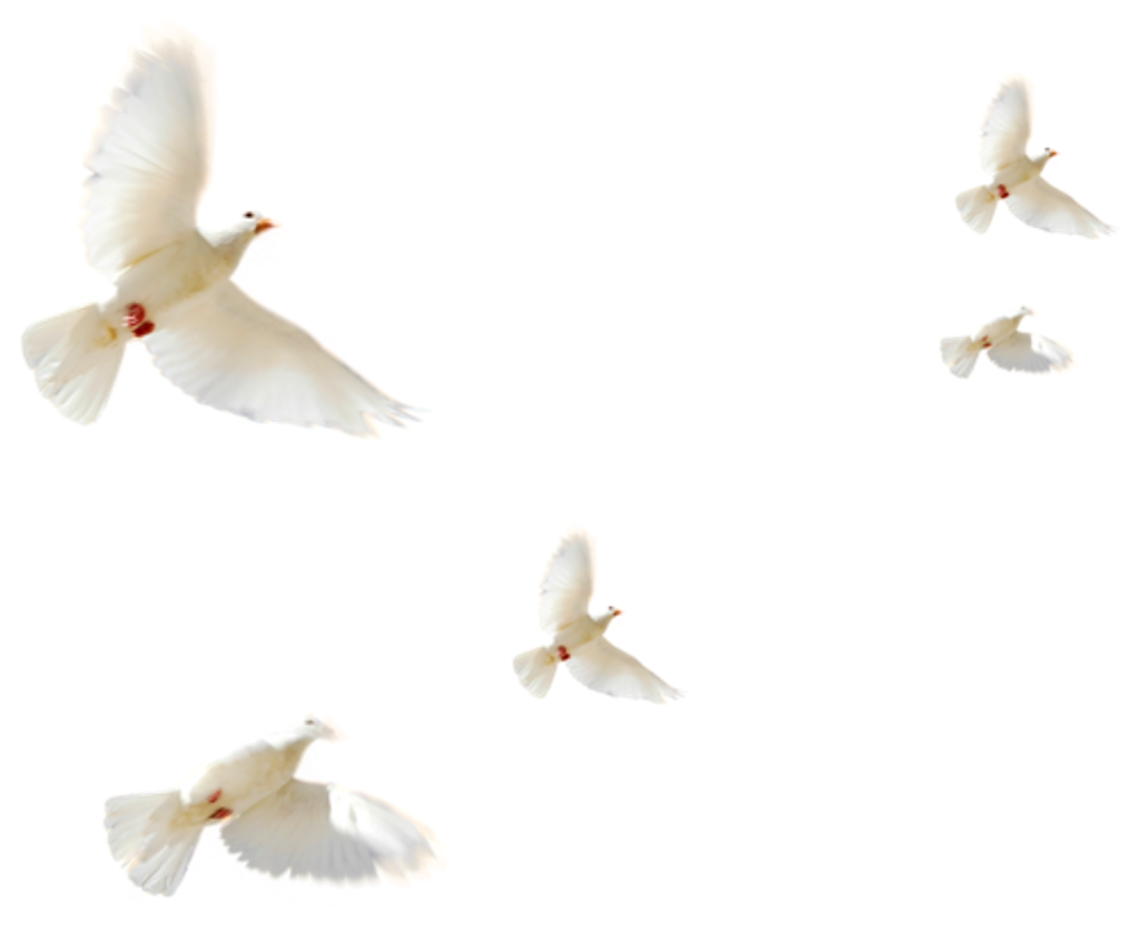 Typical Pigeons (1024x1024), Png Download