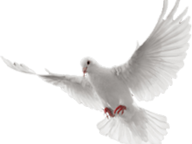 White Dove Clipart In Flight - White Flying Dove Png (640x480), Png Download