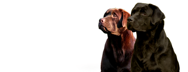 Dicastrovillari Labradores (625x239), Png Download