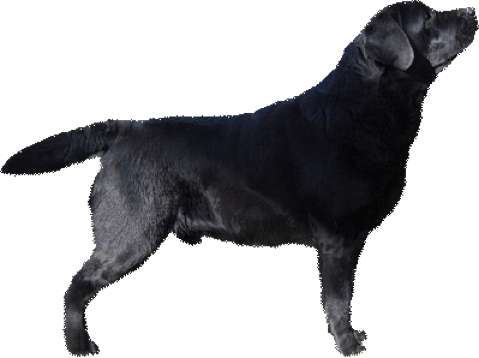 These Are The Only Colors Of A Purebred Labrador - Labrador Retriever Black Png (479x358), Png Download