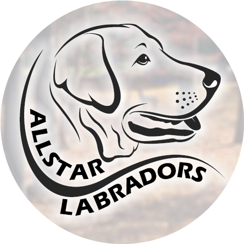 Allstar Labradors Logo - Kennel (860x484), Png Download