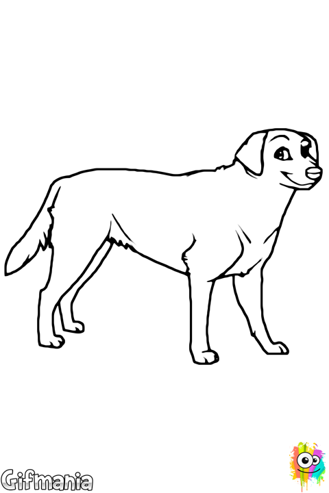 Dogs Vector Labrador - Desenho Labrador Preto Png (480x720), Png Download