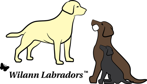 Labrador Png (483x278), Png Download