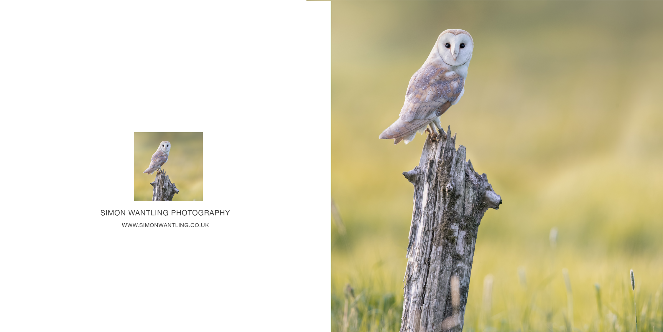 Barn Owl Png (2248x1499), Png Download