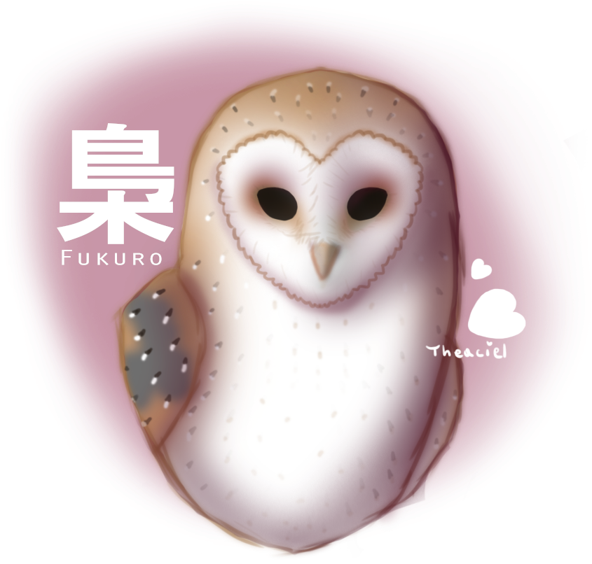 Barn Owl (870x810), Png Download