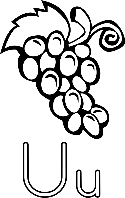 Grapes Clipart (505x800), Png Download
