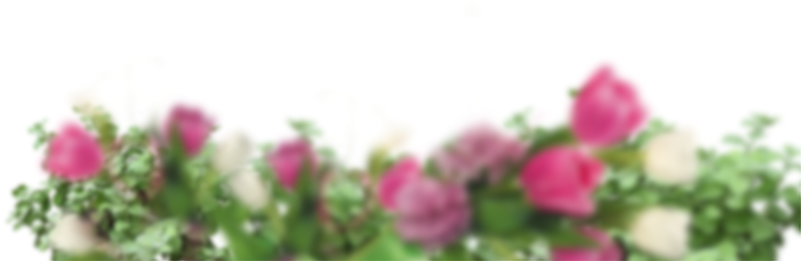 Hybrid Tea Rose (800x533), Png Download