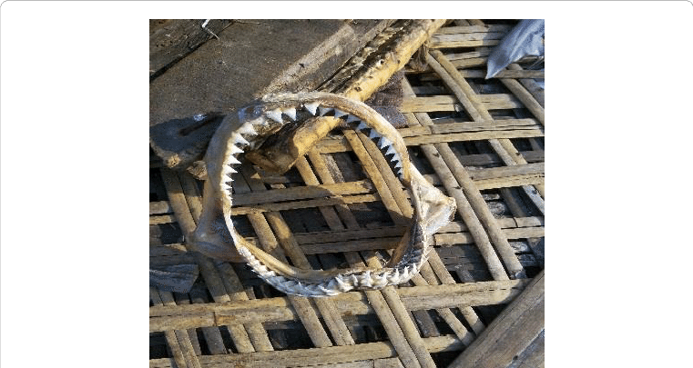 Dried Shark Skull With Teeth - Plywood (761x405), Png Download