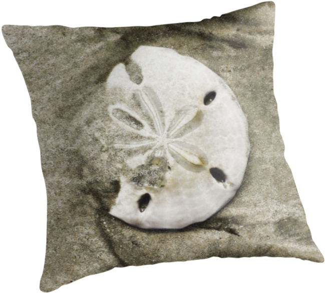 Sand Dollar Png - Cushion (875x875), Png Download