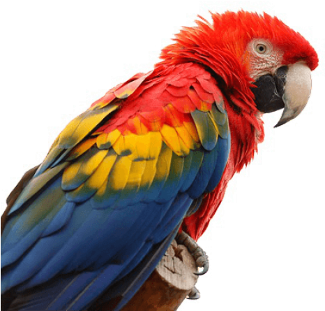 Macaw Png (640x480), Png Download