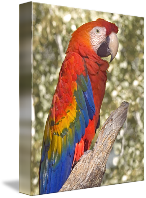 Scarlet By Buffaloworks Photography - Macaw (480x650), Png Download