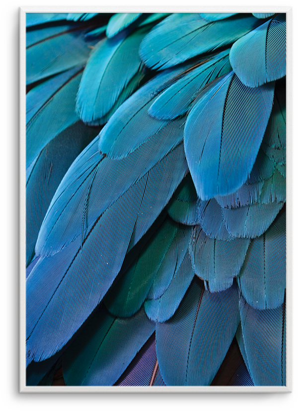 Macaw - Poster (812x1023), Png Download