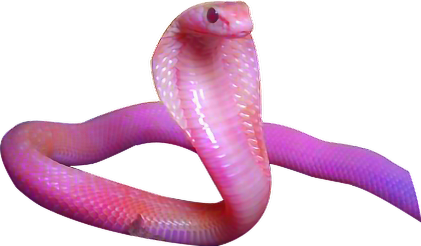 Pink Snake Png Image - Aesthetic Snake Png (840x492), Png Download