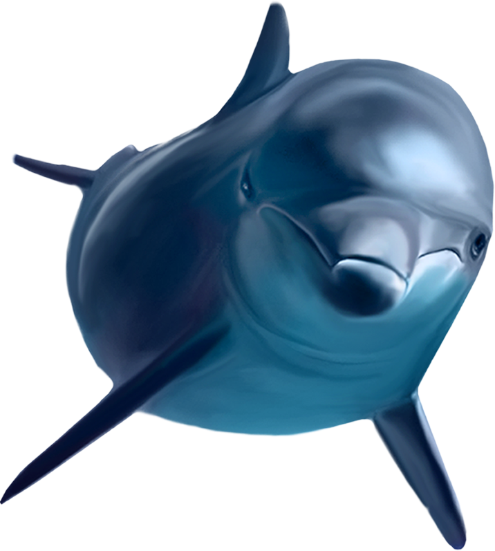 Cartoon Killer Whale Clip Art (716x797), Png Download