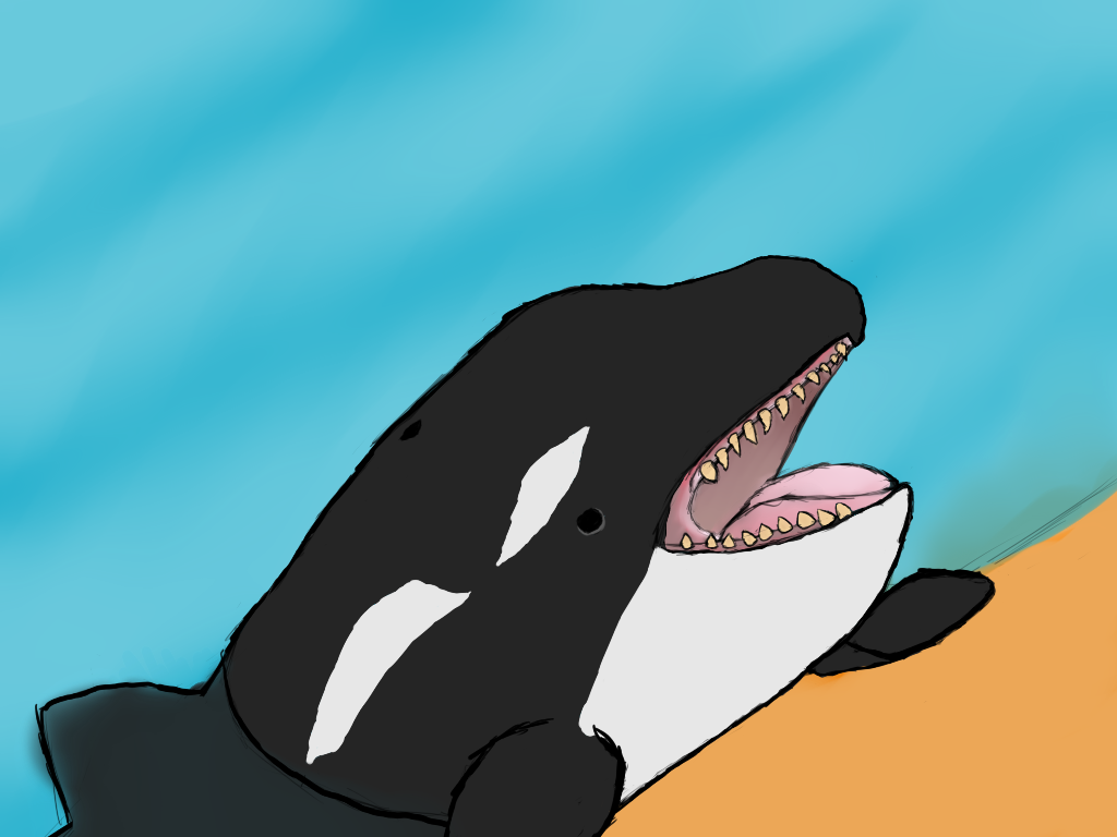Killer Whale (1024x768), Png Download