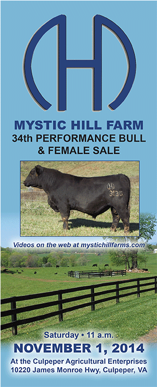 Stallion (600x776), Png Download