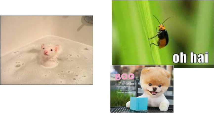 Madagascar Hissing Cockroach (866x459), Png Download