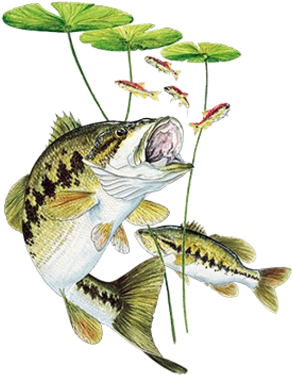 Bass Under Lily Pad Printed T-shirt - Bass Fishing (772x772), Png Download