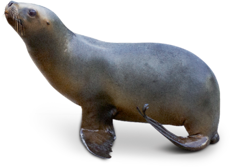 South American Sea Lion - Sea Lion Transparent (800x579), Png Download