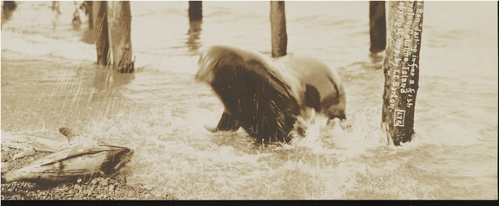 Avalon's Infamous Sea Lion, Old Ben, Leaves Behind - African Elephant (711x445), Png Download