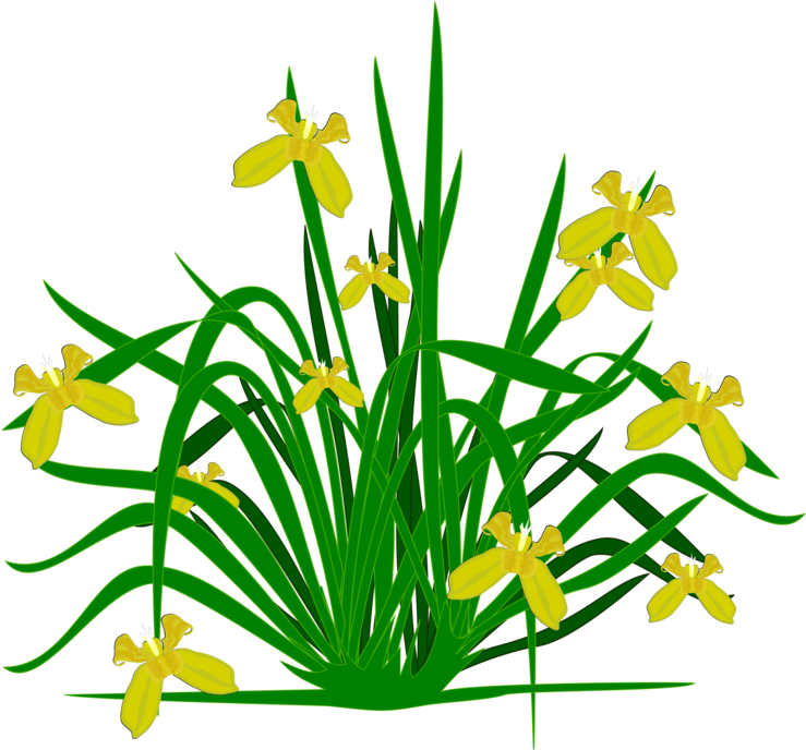 Bearded Iris Flowering Plant Plants Shrub - Flowers Plants Clip Arts (750x750), Png Download