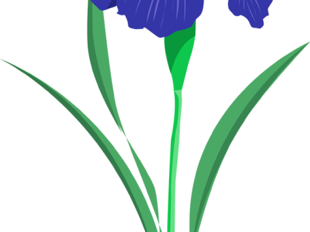 Iris Clipart Iris Flower - Cartoon Iris Flower (640x480), Png Download