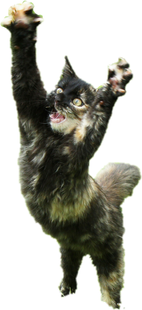 Cat Yawns (1024x1244), Png Download