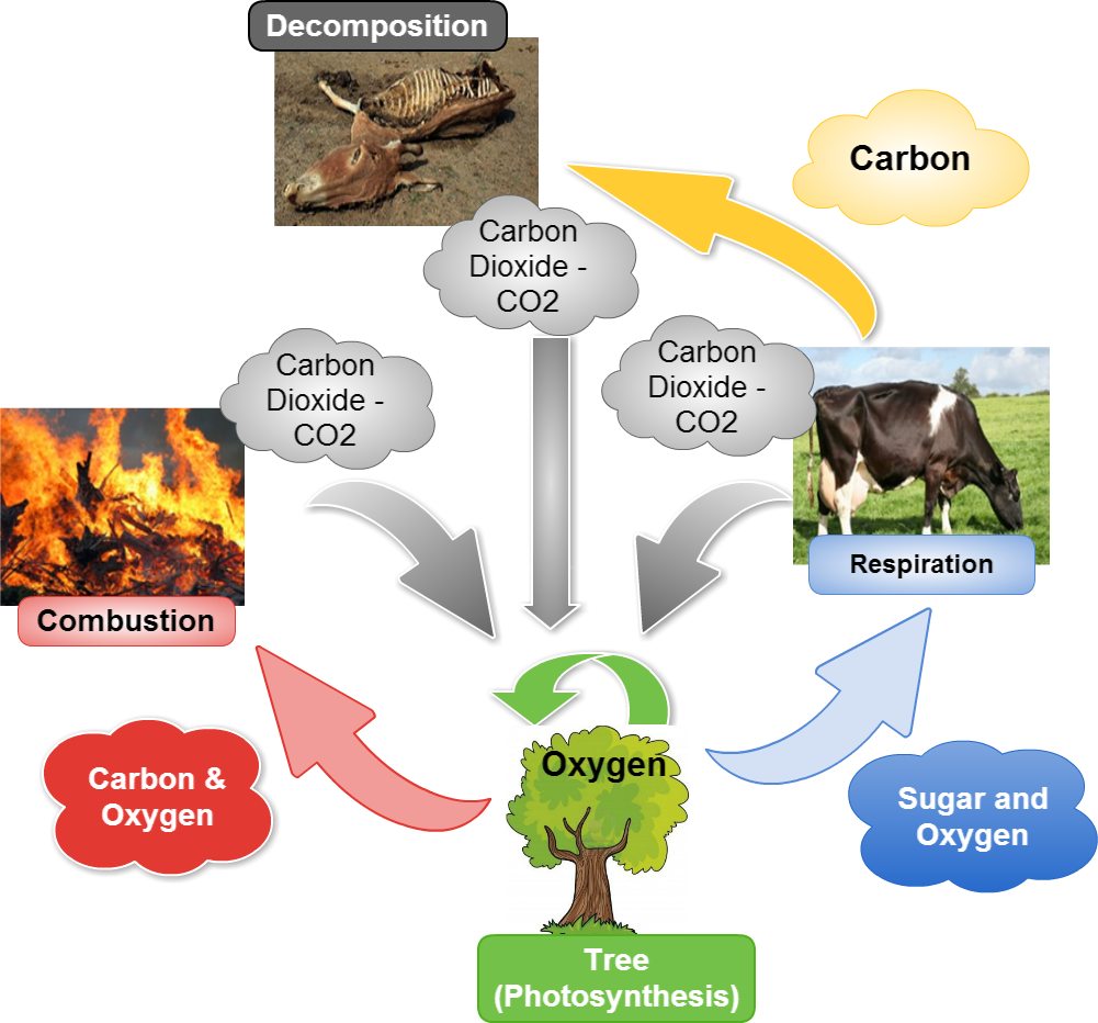 Untitled Sugar And Oxygen Carbon & Oxygen Carbon Dioxide - Large Fire (1001x932), Png Download