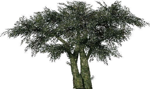 Mexican Pinyon (750x527), Png Download