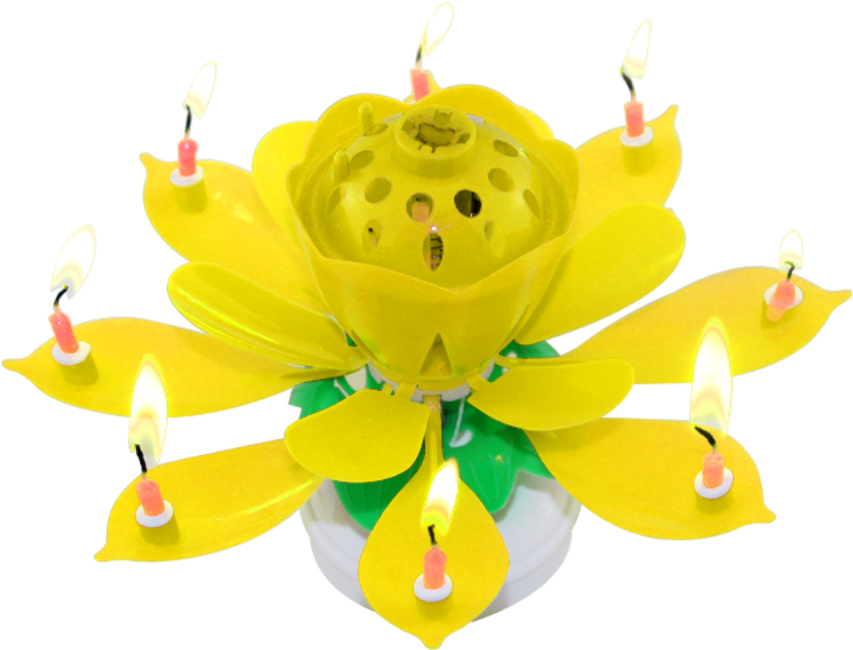 Hot Selling Colorful Lotus New Design Colorful Unique - Lily Family (1000x1000), Png Download