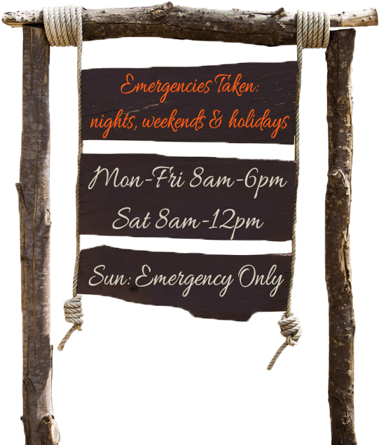 Veterinarian In Jacksonville - Throw Pillow (550x638), Png Download