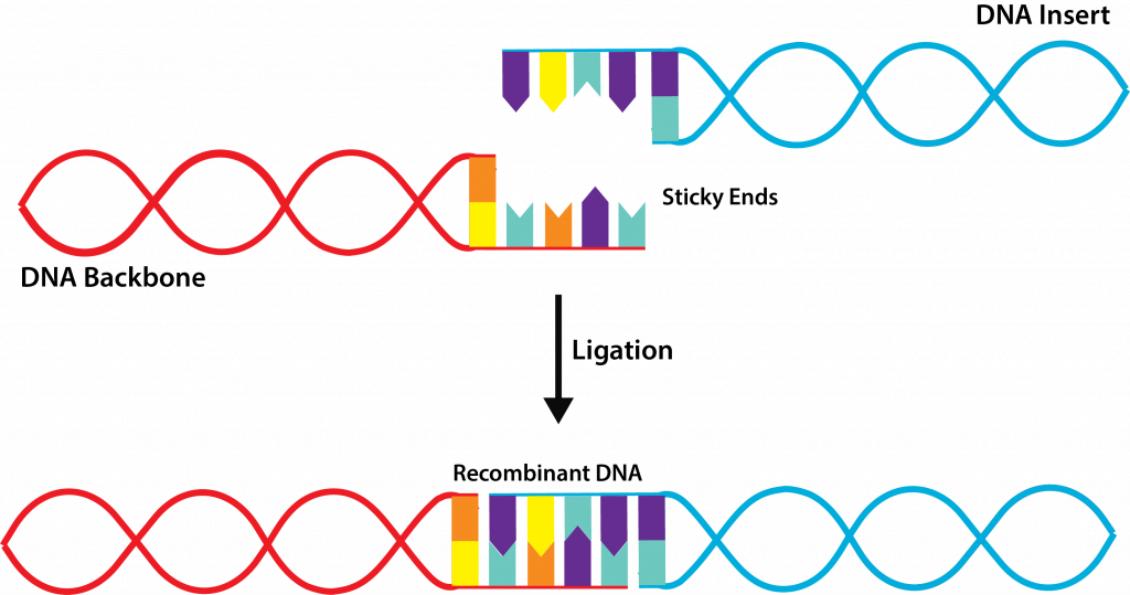 Ligation - - Diagram (1024x539), Png Download