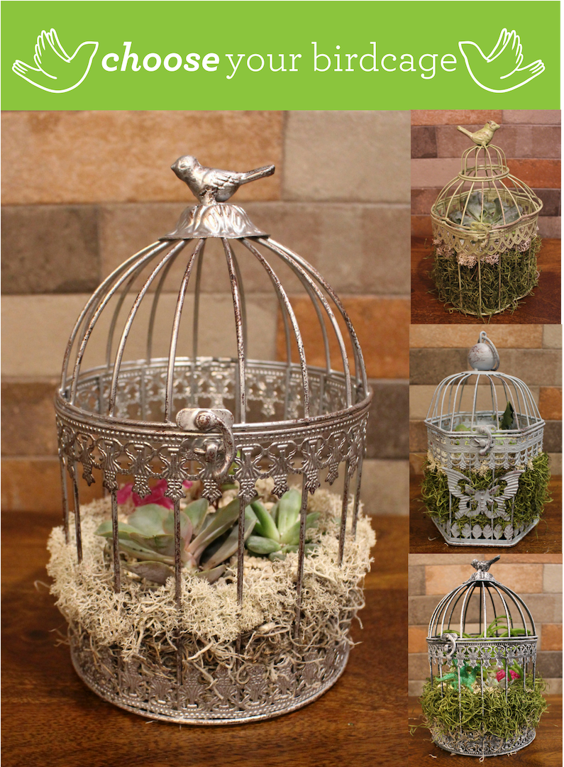 19 Nook's Pourhouse- Birdcage Event At Nook's Pourhouse - Cage (1080x1080), Png Download