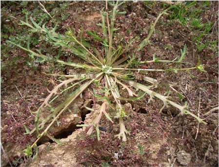 (b) - Pond Pine (902x342), Png Download