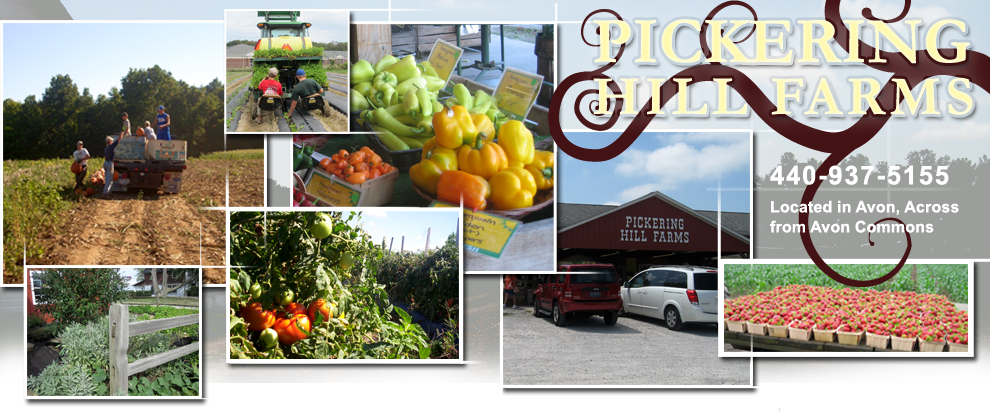 Pumpkin Patch - Hill Farms Ohio (990x411), Png Download