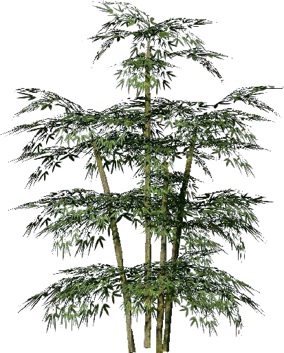 Plantas 3d - Bambu - Plantas De Bambu Png (750x527), Png Download