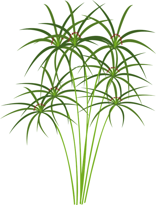 Download Hd Plantas Png Gratis Transparent Png Image Nicepng Com